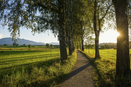 Path and birch tree alley, sunset, near Uffing, Upper Bavaria, Bavaria, Germany, Europe