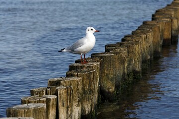 Black-headed gull (Larus ridibundus) is on stage, Baltic Sea, Zingst, Mecklenburg-Western Pomerania, Germany, Europe