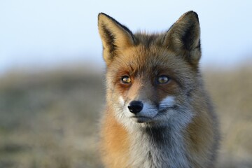 Fototapeta premium Red fox (Vulpes vulpes), alert, animal portrait, Waterleidingduinen, North Holland, Netherlands