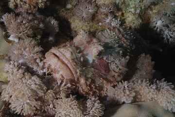 Fringed dragonhead (Scorpaenopsis oxycephala), Fury Shoals reef dive site, Red Sea, Egypt, Africa