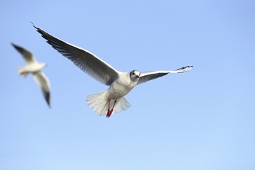 Black-headed gulls (Chroicocephalus ridibundus) in flight against a blue sky, North Rhine-Westphalia, Germany, Europe