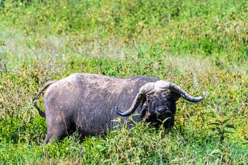 Telephoto of a Cape Buffalo -Syncerus caffer- grazing in Lake Nakamuro national park, Kenya