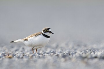 Little ringed plover (Charadrius dubius) on gravel bank, Emsland, Lower Saxony, Germany, Europe