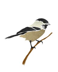 Obraz premium Black Capped Chickadee bird over white background