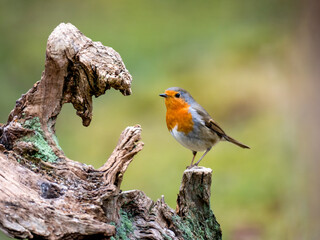 Rotkehlchen (Erithacus rubecula)