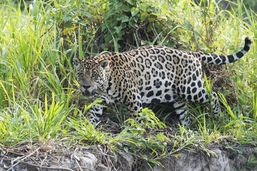 Jaguar (Panthera onca) walking on the shore, Cuiaba river, Pantanal, Mato Grosso, Brazil, South America