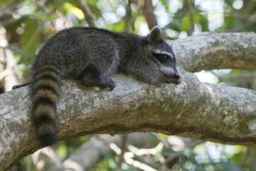Raccoon (Procyon lotor) lying on a tree branch in the tree, Manuel Antonio National Park, Puntarenas Province, Costa Rica, Central America