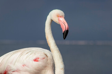 Fototapeta premium Wild african bird.. Close-up of a great flamingo against a blue sky.