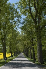Largeleaf linden (Tilia platyphyllos) avenue next to rapeseed field, country road, Mecklenburg-Western Pomerania, Germany, Europe