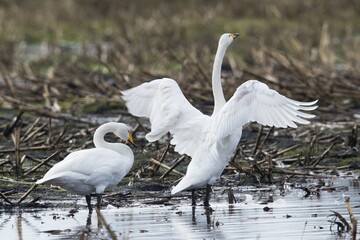 Whooper swans (Cygnus cygnus) on harvested cornfield, Emsland, Lower Saxony, Germany, Europe