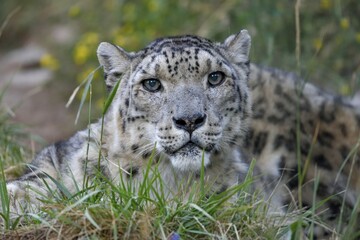 Snow leopard (Panthera uncia), animal portrait, captive, near Ananjevo, Kyrgyzstan, Asia