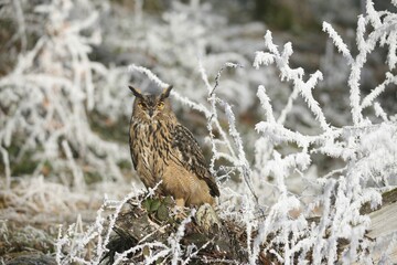 Eurasian Eagle Owl (Bubo bubo) in frost-covered forest