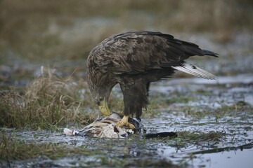White-tailed Eagle or Sea Eagle (Haliaeetus albicilla), feeding on a fish
