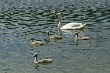 Mute swans (Cygnus olor) with chicks in the water, swan family, Lake Alpsee, Hohenschwangau,...