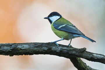 Great tit (Parus major), sitting on a branch, Emsland, Lower Saxony, Germany, Europe