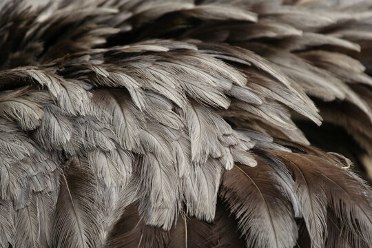 Rhea (Pterocuema pennata) feathers