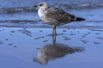 Yellow-legged gull (Larus michahellis), water reflection in the shallow waters of the Baltic Sea, Darß, Mecklenburg-Western Pomerania, Germany, Europe