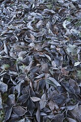 Autumn leaves covered with hoarfrost in a meadow, Schleswig-Holstein, Germany, Europe