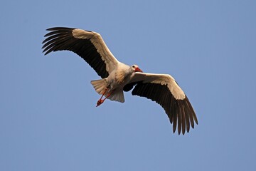 White stork (Ciconia ciconia) flies, Germany, Europe