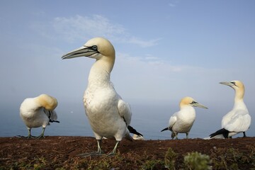 Northern gannet (Sula bassana) breeding colony, Helgoland, Schleswig-Holstein, Germany, Europe