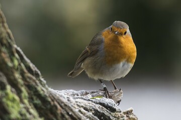 European robin (Erithacus rubecula) sitting on tree stump, Emsland, Lower Saxony, Germany, Europe