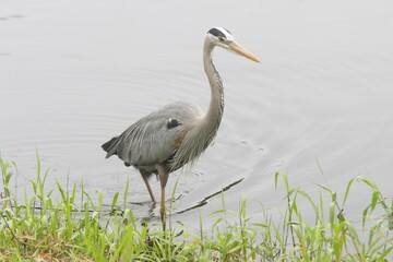 Gray heron Ardea cinerea