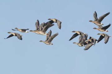 Bean Geese (Anser fabalis), flock of birds, flying, Emsland, Lower Saxony, Germany, Europe