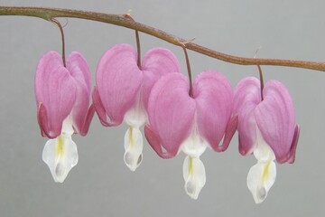 Fototapeta premium Four Gold Hearts Dicentra spectabilis