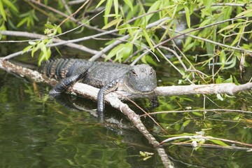 USA, Florida, young alligator baby takes a sunbath on a branch, North America