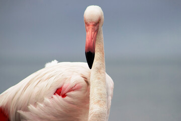 A close-up of a great flamingo against a blue sky.