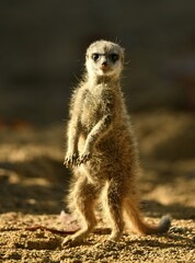 Meerkat (Suricata suricatta), young animal, 9 weeks, standing, alert, captive, Germany, Europe