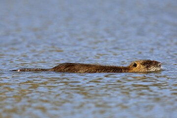 Nutria (Myocastor coypus) swims in water, Middle Elbe Biosphere Reserve, Dessau-Roßlau, Saxony-Anhalt, Germany, Europe