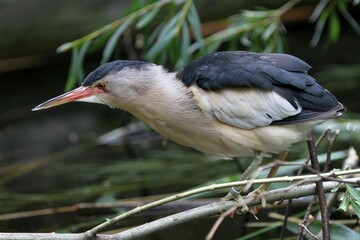 Little Bitternh(Ixobrychus minutus), Austria, Europe