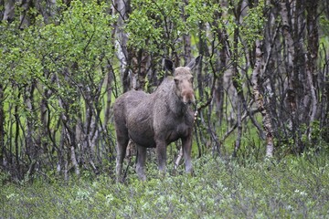Elk (Alces alces), cow in front of birch forest, Lapland, Norway, Europe