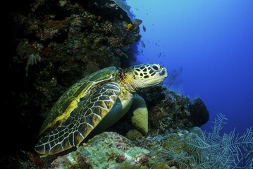 Green turtle (Chelonia Mydas) resting in coral reef, Sipadan, Sabah, Malaysia, Asia