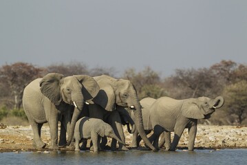 African elephant (Loxodonta africana), breeding herd at waterhole, Etosha National Park, Namibia,...