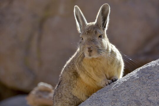 Southern viscacha (Lagidium viscacia) leaning against a rock, backlit, Altiplano, Bolivia, South America