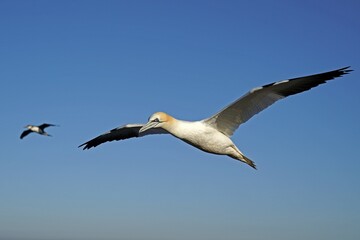 Northern gannet (Sula bassana) flying, Helgoland, Schleswig-Holstein, Germany, Europe