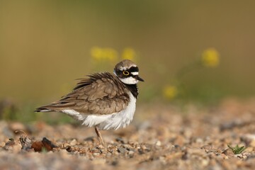 Little ringed plover (Charadrius dubius), plumage care, Middle Elbe Biosphere Reserve,...