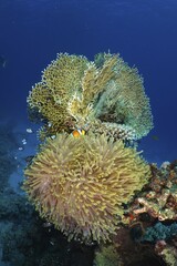 Magnificent sea anemone (Heteractis magnifica), red sea clownfish (Amphiprion bicinctus), and net fire coral (Millepora dichotoma), net fire coral Dive site Fury Shoals Reef, Red Sea, Egypt, Africa