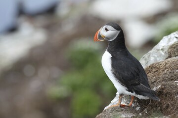 Puffin (Fratercula arctica), bird island Hornøya, Varanger, Norway, Europe
