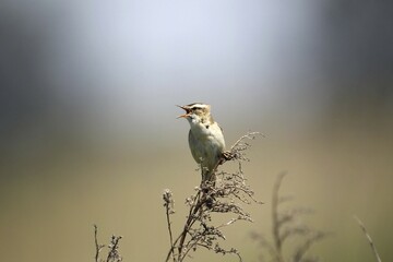 Sedge Warbler (Acrocephalus schoenobaenus), singing, Burgenland, Austria, Europe