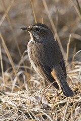 Bluethroat (Luscinia svecica), female, Emsland, Lower Saxony, Germany, Europe