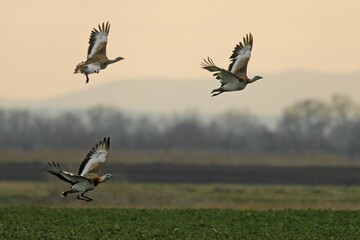 Great bustards (Otis tarda) flying above a field, Andau, Burgenland, Austria, Europe