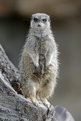 Meerkat (Suricata suricatta) looking out, watchful, captive, Germany, Europe