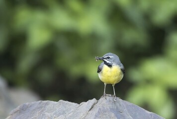 Grey wagtail (Motacilla cinerea), standing on stone, with prey in his beak, Hesse, Germany, Europe