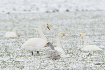Whooper swans (Cygnus cygnus) with young bird sitting in the snow, Emsland, Lower Saxony, Germany, Europe