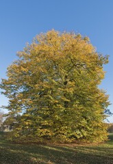 Old Small-leaved Lime (Tilia cordata), Lower Saxony, Germany, Europe