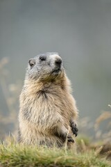 Alpine Marmot (Marmota marmota), animal portrait, Großglockner, Hohe Tauern National Park, Carinthia, Austria, Europe