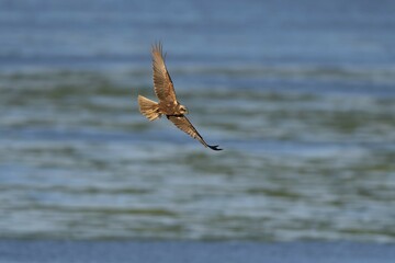 Western marsh-harrier (Circus aeruginosus), flying over a water surface, Texel, North Holland, Netherlands